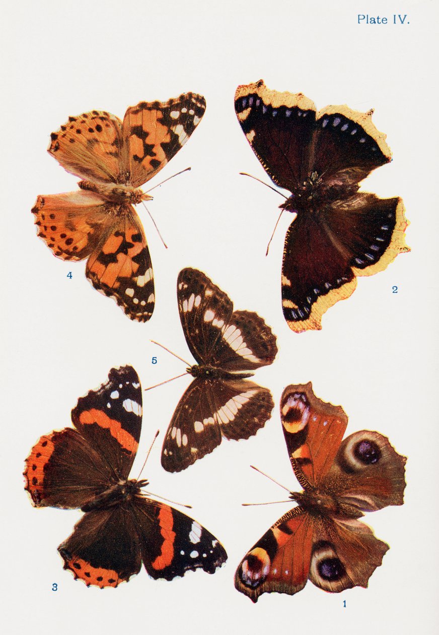 さまざまな種類のチョウ、書籍『Butterflies, Moths and Other Insects
